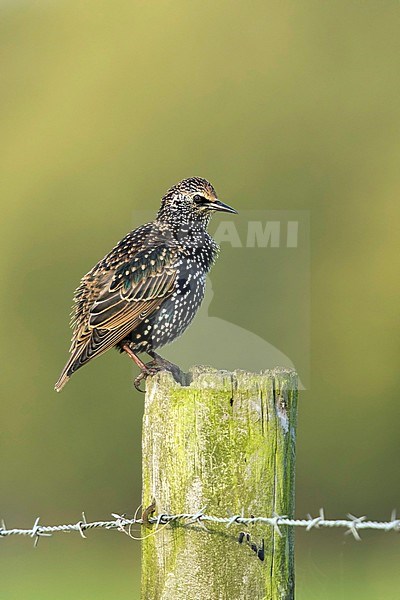 Spreeuw poetsend op paaltje; Common Starling cleaning on branch; stock-image by Agami/Walter Soestbergen,