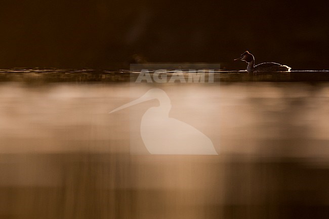 Great Crested Grebe (Podiceps cristatus cristatus) swimming on a lake in Germany. stock-image by Agami/Ralph Martin,