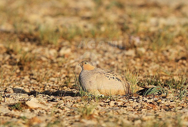 Tibetaans Steppehoen, Tibetan Sandgrouse, Syrrhaptes tibetanus stock-image by Agami/Jacques van der Neut,