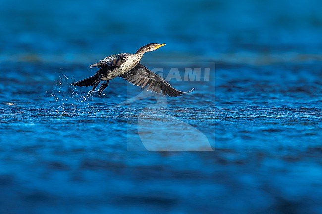 Long-tailed Cormorant (Microcarbo africanus africanus) aka Reed Cormorant flying over Iwik beach in Banc d'Arguin, Mauritania. stock-image by Agami/Vincent Legrand,