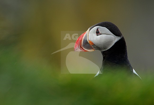 Papegaaiduiker portret, Atlantic Puffin close-up stock-image by Agami/Danny Green,