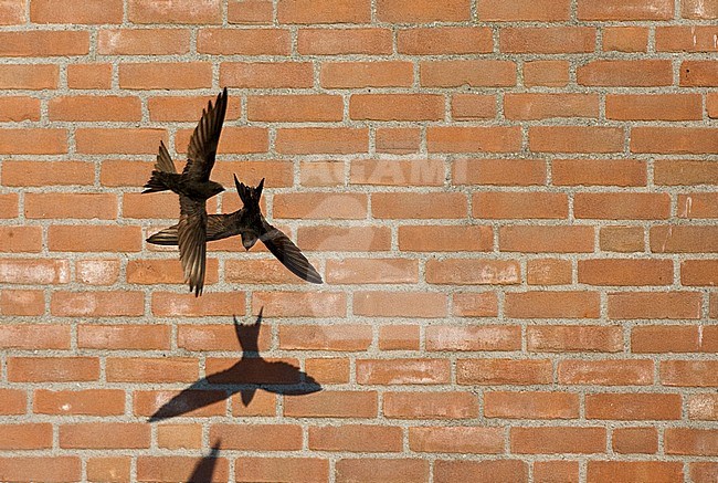 Gierzwaluwen vliegend voor een huis; Common Swifts flying in front of a house stock-image by Agami/Marc Guyt,