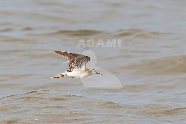 Wintering Wood Sandpiper (Tringa glareola) in Uganda. stock-image by Agami/Mathias Putze,