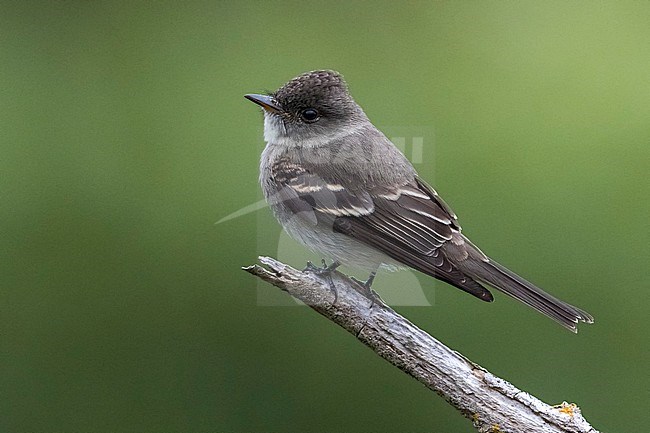 Oostelijke bospiewie; Eastern Wood Pewee stock-image by Agami/Daniele Occhiato,