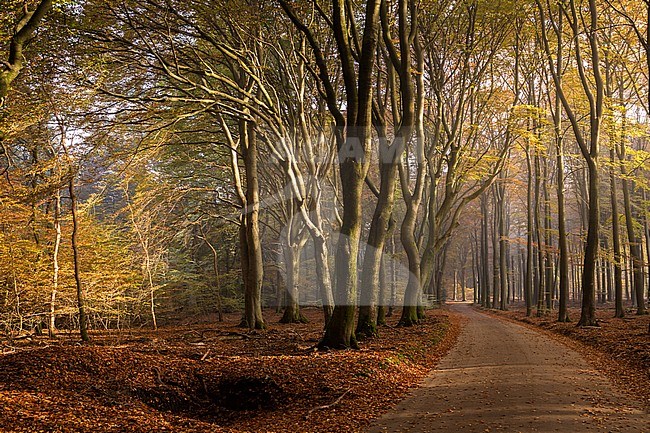 Zonnestralen in het Speulder bos; Sunbeams in the Speulderbos stock-image by Agami/Eric Tempelaars,