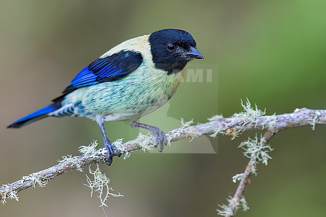 Black-headed Tanager (Tangara cyanoptera) perched on a branch in Colombia, South America. stock-image by Agami/Glenn Bartley,
