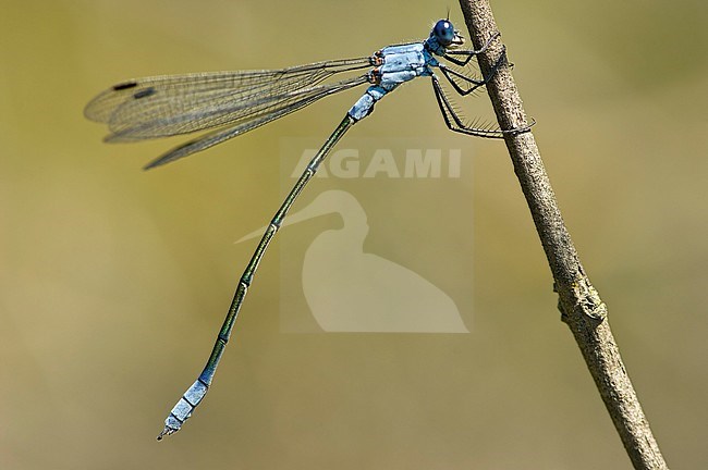 Mannetje Grote pantserjuffer, Male Dark Spreadwing stock-image by Agami/Wil Leurs,