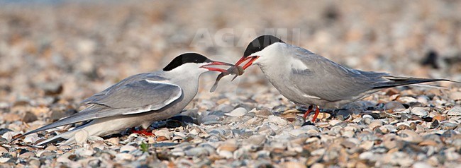 Visdief; Common Tern stock-image by Agami/Marc Guyt,