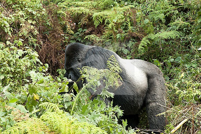 Mountain Gorilla (Gorilla beringei) male in Virunga NP, Rwanda stock-image by Agami/Roy de Haas,