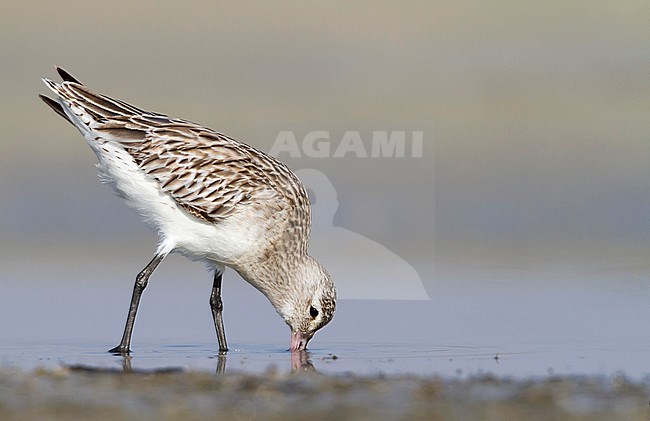 Bar-tailed Godwit - Pfuhlschnepfe - Limosa lapponica ssp. taymyrensis, Oman, adult, nonbreeding stock-image by Agami/Ralph Martin,