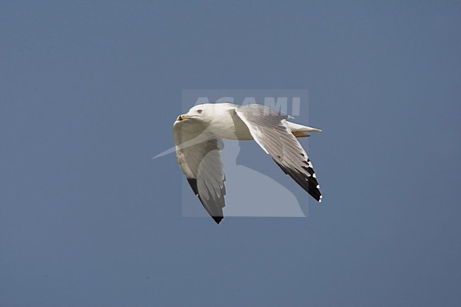 Steppenmeeuw in de vlucht; Baraba Gull in flight stock-image by Agami/Daniele Occhiato,