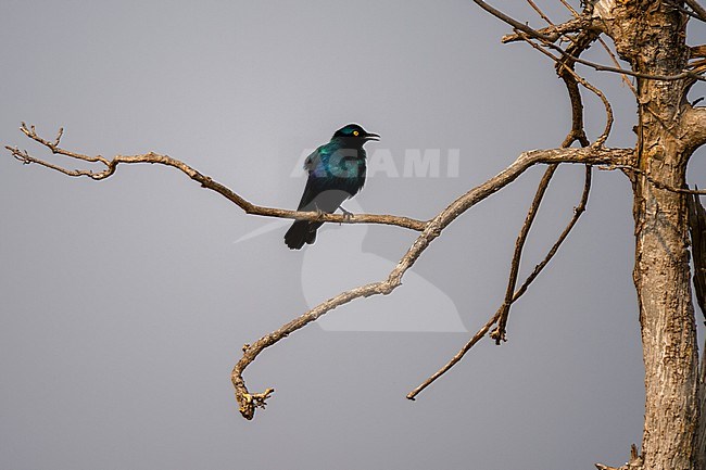 A Cape glossy starling, Lamprotornis nitens, on a tree branch. Chobe National Park, Botswana. stock-image by Agami/Sergio Pitamitz,