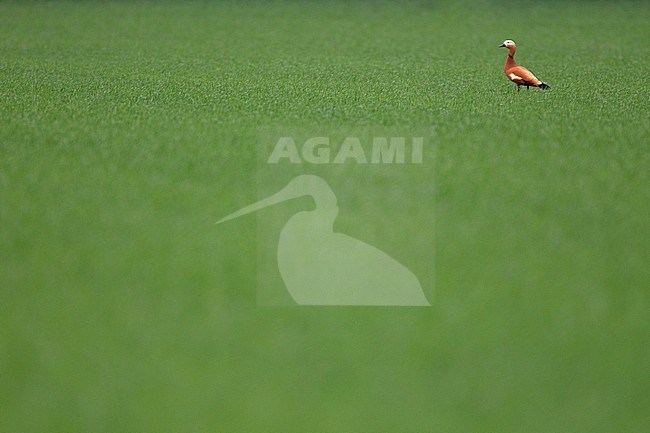 Male Ruddy Shelduck (Tadorna ferruginea) standing in a green meadow in the Netherlands. stock-image by Agami/Harvey van Diek,