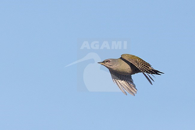 Adult female Grey-headed Woodpecker (Picus canus) in flight in Finland. stock-image by Agami/Arto Juvonen,