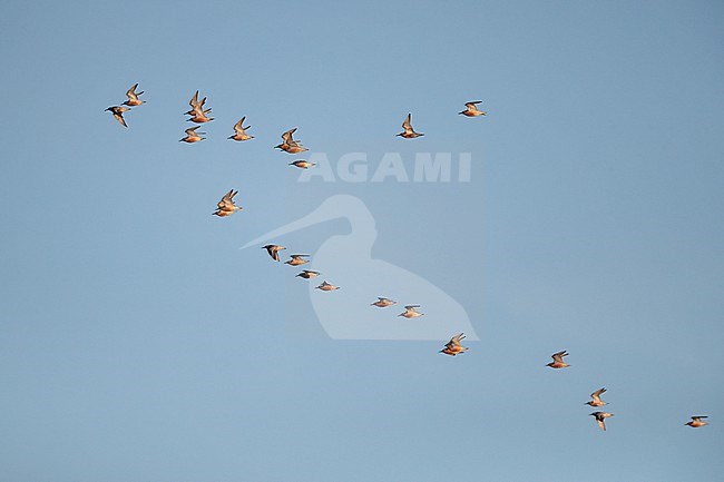 Flock of adult Red Knot (Calidris canutus) on migration at Blåvandshuk, Denmark stock-image by Agami/Helge Sorensen,