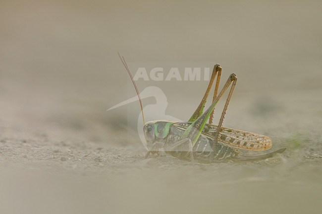 Vrouwtje Wrattenbijter, Female Wart-biter stock-image by Agami/Rob de Jong,