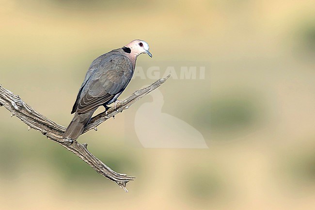 Kaapse tortelduif zittend op tak; Cape Turtle Dove sitting on branch; stock-image by Agami/Walter Soestbergen,