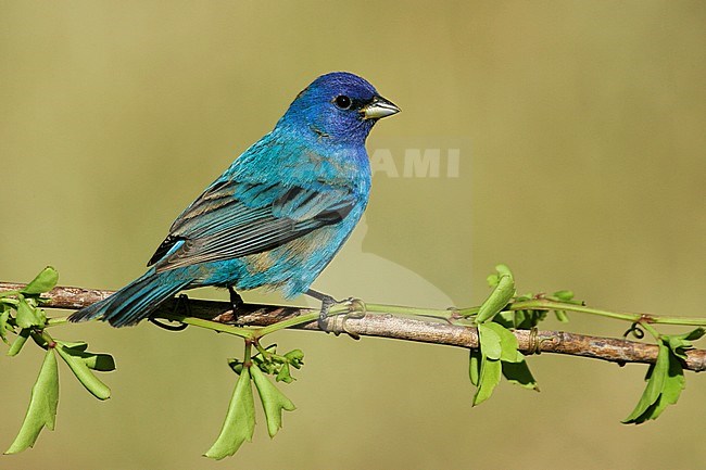 1st spring male
Galveston Co., TX
May 2005 stock-image by Agami/Brian E Small,