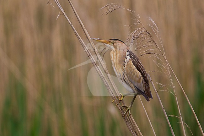 Tarabusino; Little Bittern; Ixobrychus minutus stock-image by Agami/Daniele Occhiato,