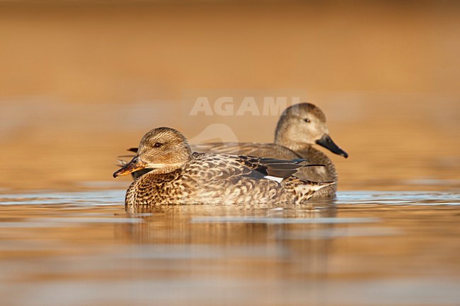 krakeend koppel; Gadwall couple; Schnatterente; Anas strepera stock-image by Agami/Walter Soestbergen,