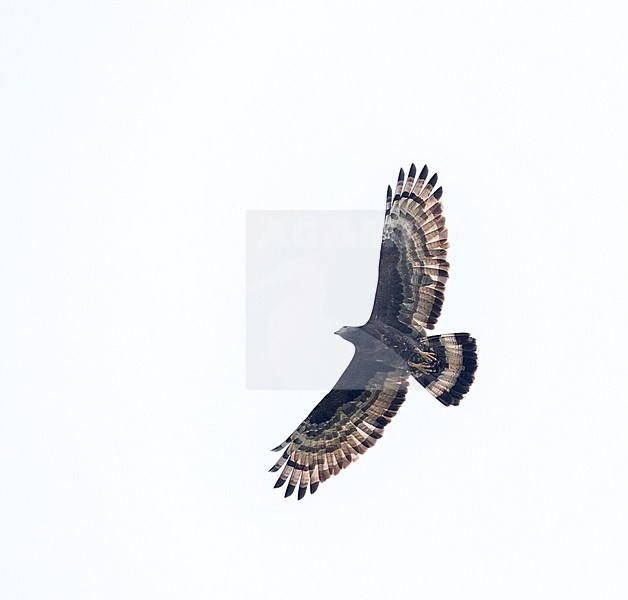 Oriental Honey Buzzard (Pernis ptilorhynchus), also known as Crested Honey Buzzard. Female in flight seen from below. stock-image by Agami/Pete Morris,