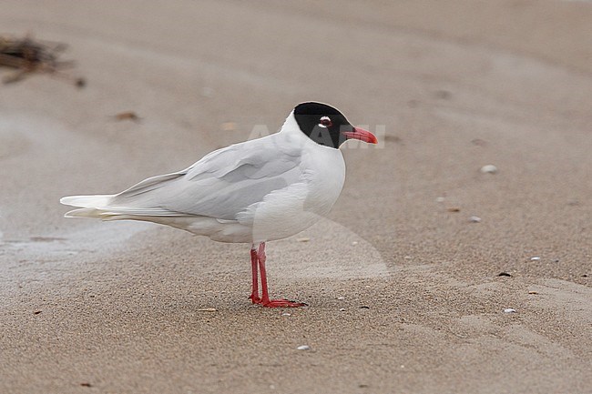 Mediterranean Gull (Ichthyaetus melanocephalus), side view of an adult in breeding plumage standing on the shore, Campania, Italy stock-image by Agami/Saverio Gatto,