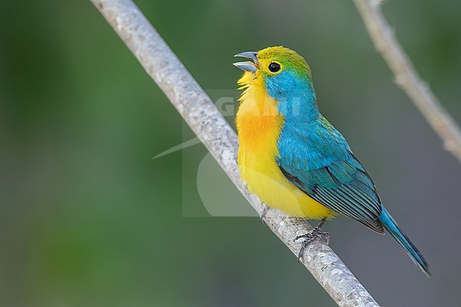 Orange-breasted Bunting (Passerina leclancherii) perched on a branch in Oaxaca, Mexico. stock-image by Agami/Glenn Bartley,