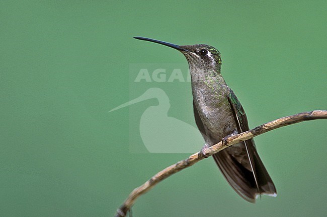 Adult female
Cochise Co., AZ
April 2004 stock-image by Agami/Brian E Small,