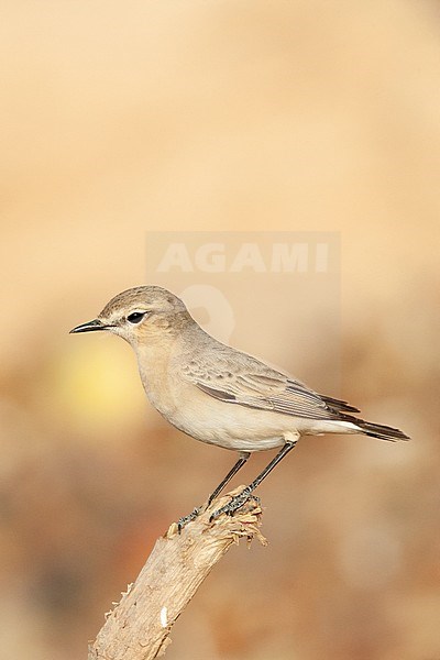 Isabelline Wheatear (Oenanthe isabelline) during spring migration in Israel. stock-image by Agami/Marc Guyt,