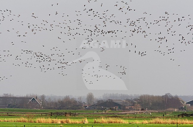 Grote groep vliegende ganzen boven polder Nederland, Group flying geese above farmland Netherlands stock-image by Agami/Wil Leurs,