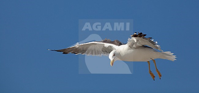 Adulte Kleine Mantelmeeuw in vlucht, Lesser Black-backed Gull adult in flight stock-image by Agami/Anja Nusse,