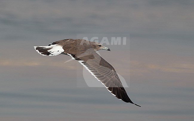 Sooty Gull (Ichthyaetus hemprichii) in flight at Dibba Harbor, UAE stock-image by Agami/Helge Sorensen,