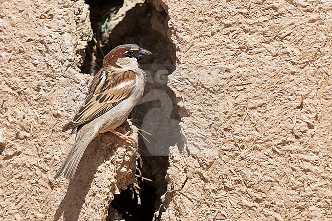 House Sparrow (Passer domesticus tingitanus), adult male at the entrance of its nest in a house in Morocco stock-image by Agami/Saverio Gatto,