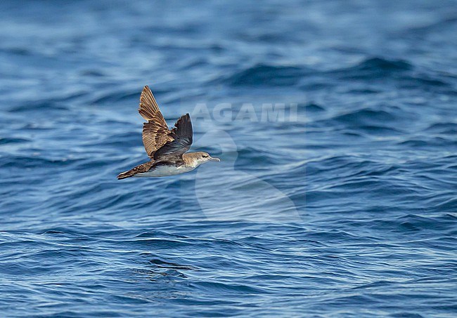 Persian Shearwater (Puffinus persicus) in Oman. stock-image by Agami/Sylvain Reyt,