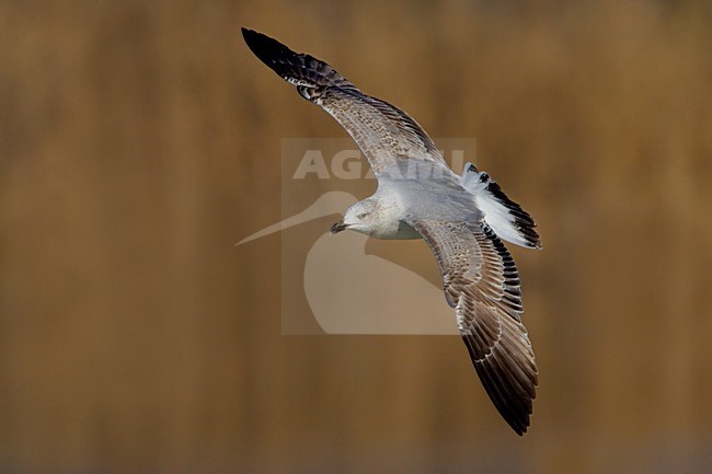 Yellow-legged Gull flying; Geelpootmeeuw vliegend stock-image by Agami/Daniele Occhiato,