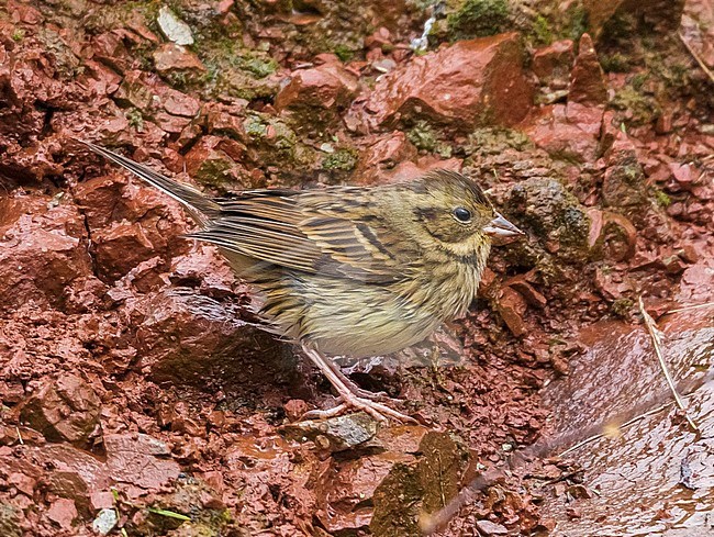 This bird was seen into hard rain/snow conditions. This is the 4th of his species to be found in Heligoland, Germany. stock-image by Agami/Vincent Legrand,