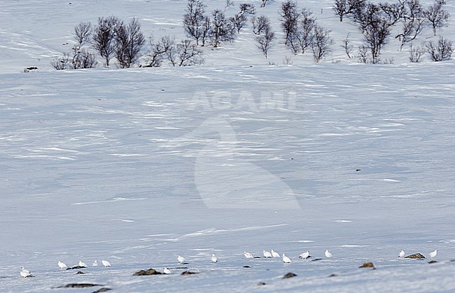 Mannetje Alpensneeuwhoen in de sneeuw, Male Rock Ptarmigan in the snow stock-image by Agami/Markus Varesvuo,