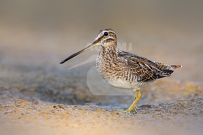 Common Snipe (Gallinago gallinago) in Italy. stock-image by Agami/Daniele Occhiato,