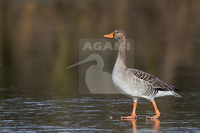 Greylag Goose - Graugans - Anser anser ssp. anser, Germany, adult standing on ice. stock-image by Agami/Ralph Martin,