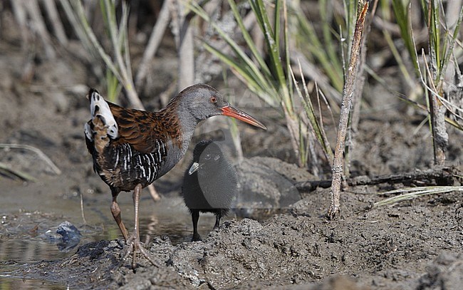 Water Rail, Rallus aquaticus, adult with chick, Amager, Denmark stock-image by Agami/Helge Sorensen,