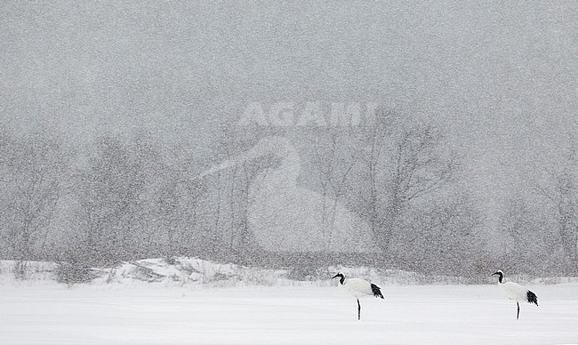 Chinese Kraanvogel in de sneeuw, Red-crowned Crane  in snow stock-image by Agami/Markus Varesvuo,