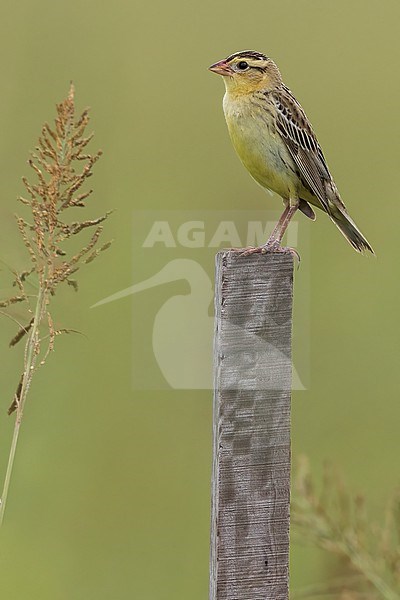 Bobolink (Dolichonyx oryzivorus) Perched on top of a post  in Argentina stock-image by Agami/Dubi Shapiro,