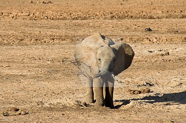 African Elephant; Afrikaanse olifant stock-image by Agami/Martijn Verdoes,