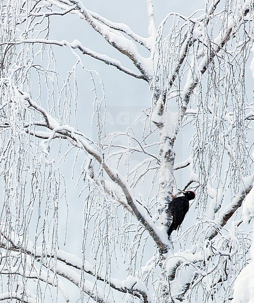 Male Black Woodpecker (Dryocopus martius) foraging in a stunning frost covered tree in Finland during winter. stock-image by Agami/Markus Varesvuo,