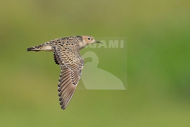 Adult breeding 
Galveston Co., TX
May 2023 stock-image by Agami/Brian E Small,