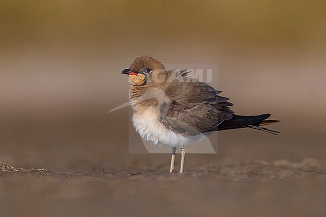 Collared Pratincole, Glareola pratincola, in Italy. stock-image by Agami/Daniele Occhiato,