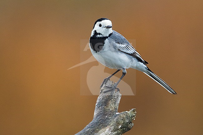 Volwassen Witte kwikstaart; Adult White Wagtail stock-image by Agami/Daniele Occhiato,