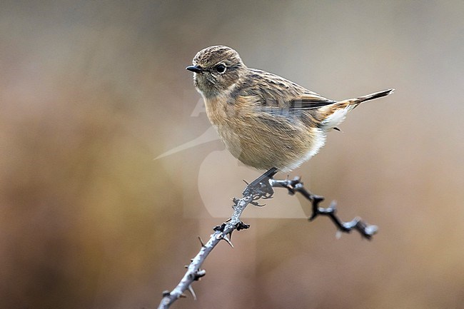 Female European Stonechat (Saxicola rubicola) in Italy. stock-image by Agami/Daniele Occhiato,