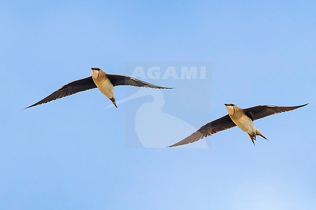 Vorkstaartplevier; Black-winged Pratincole; Glareola nordmanni stock-image by Agami/Daniele Occhiato,