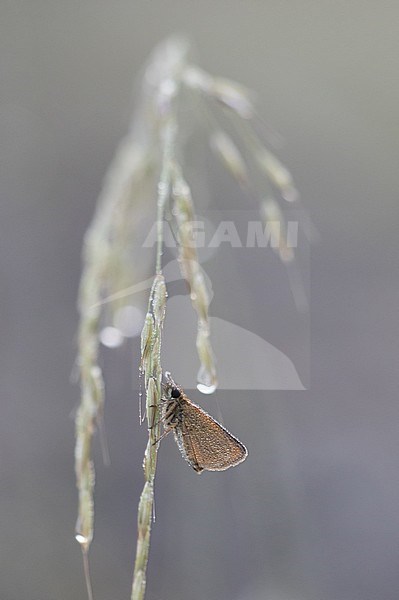 Lulworth Skipper (Thymelicus acteon) resting on small plant in Mercantour in France. stock-image by Agami/Iolente Navarro,